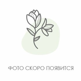 № 119 Хризантема кустовая Зембла